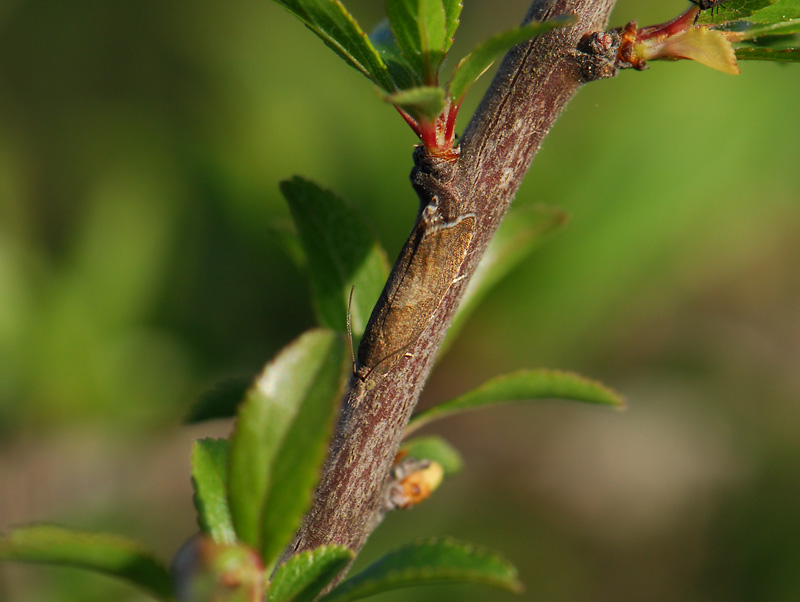 1609   Dichrorampha acuminatana  227.jpg
