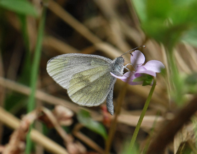 2012   Leptidea reali  060.jpg