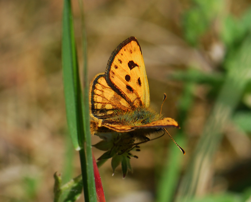 1996   Carterocephalus silvicola  097.jpg