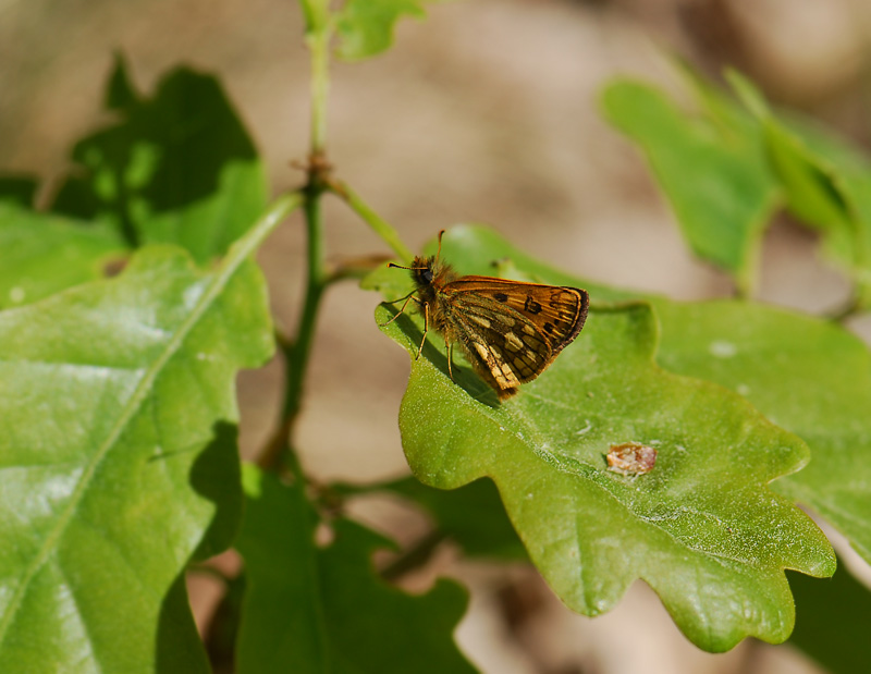 1996   Carterocephalus silvicola  112.jpg