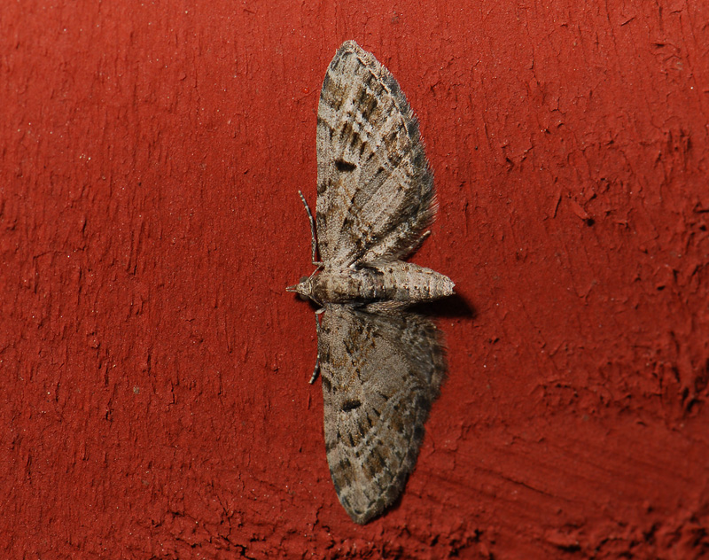 2443   Eupithecia exiguata  016.jpg