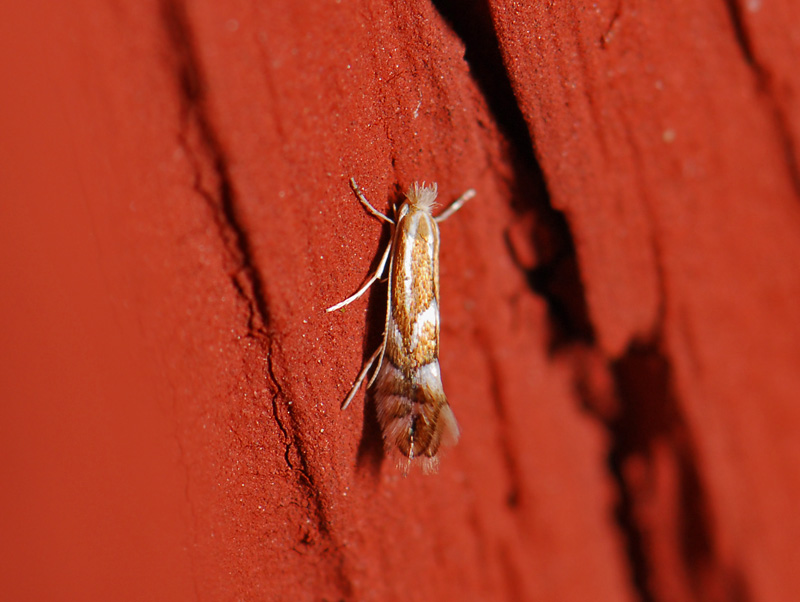 0368   Phyllonorycter coryli  018.jpg