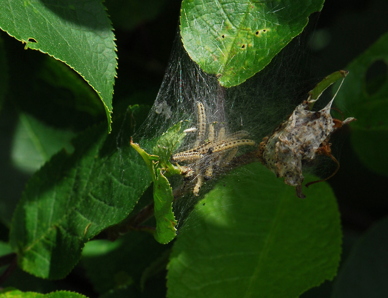0405   Yponomeuta evonymella  022.jpg