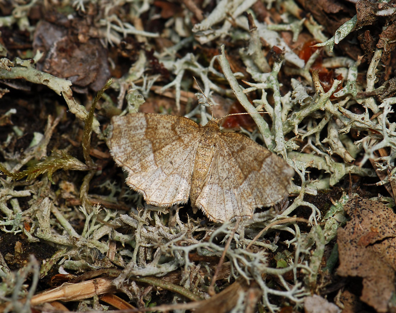2195   Cepphis advenaria  077.jpg