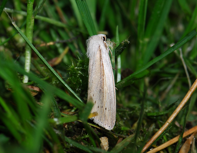 2966   Mythimna flammea  005.jpg