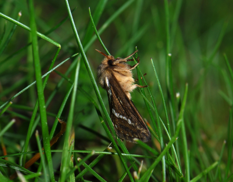 0024   Korscheltellus lupulinus  013.jpg
