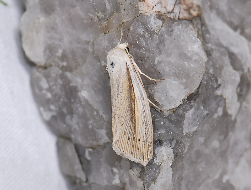 2966   Mythimna flammea  036.jpg
