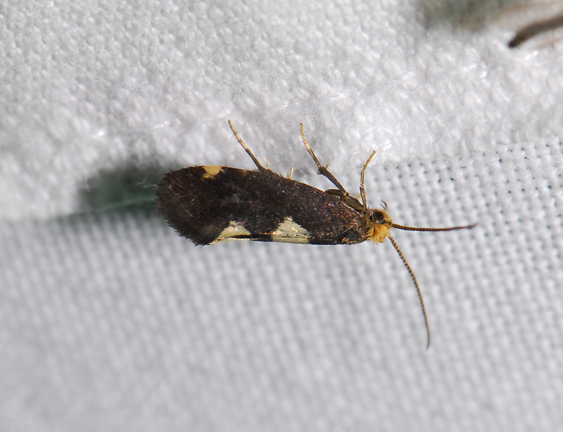 0171   Incurvaria oehlmanniella  070.jpg
