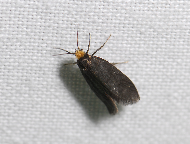 0163   Lampronia fuscatella  077.jpg