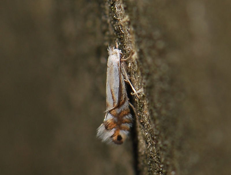 0371   Phyllonorycter rajella  116.jpg