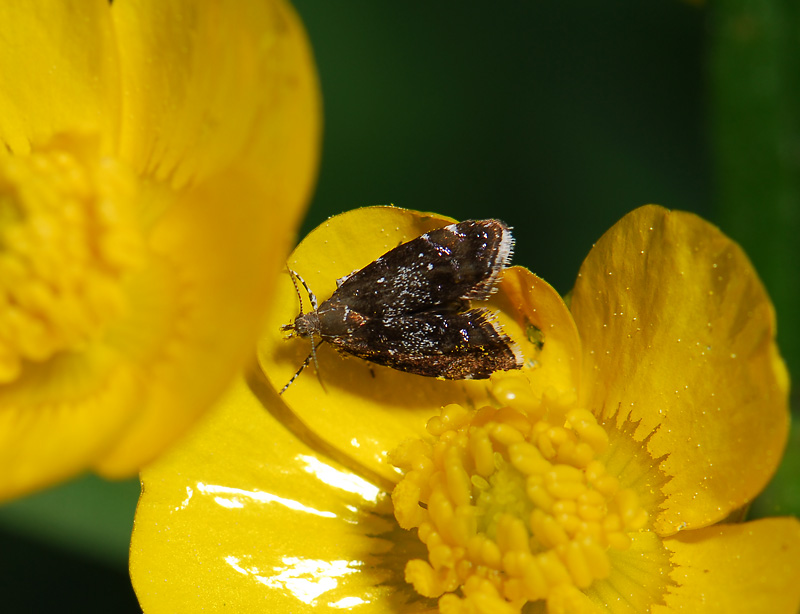 1627   Prochoreutis argentinetta  136.jpg