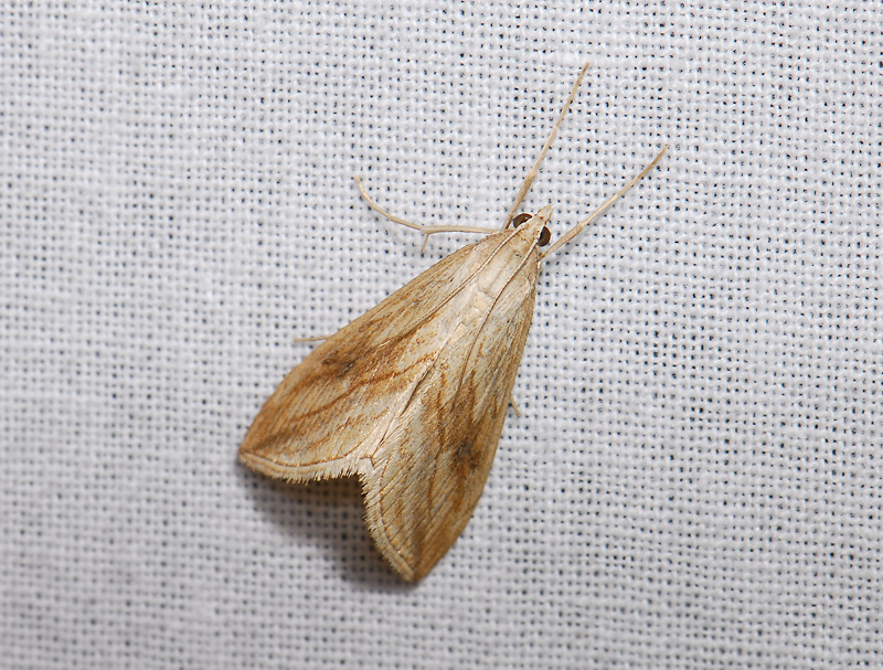 1871   Evergestis forficalis  008.jpg