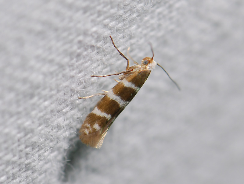 0441   Blastotere trifasciata  011.jpg