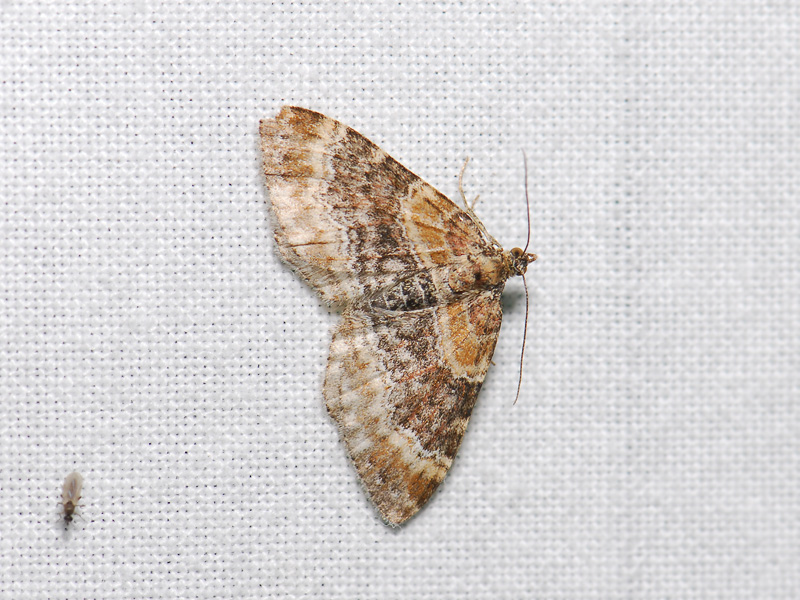 2336   Xanthorhoe spadicearia  038.jpg