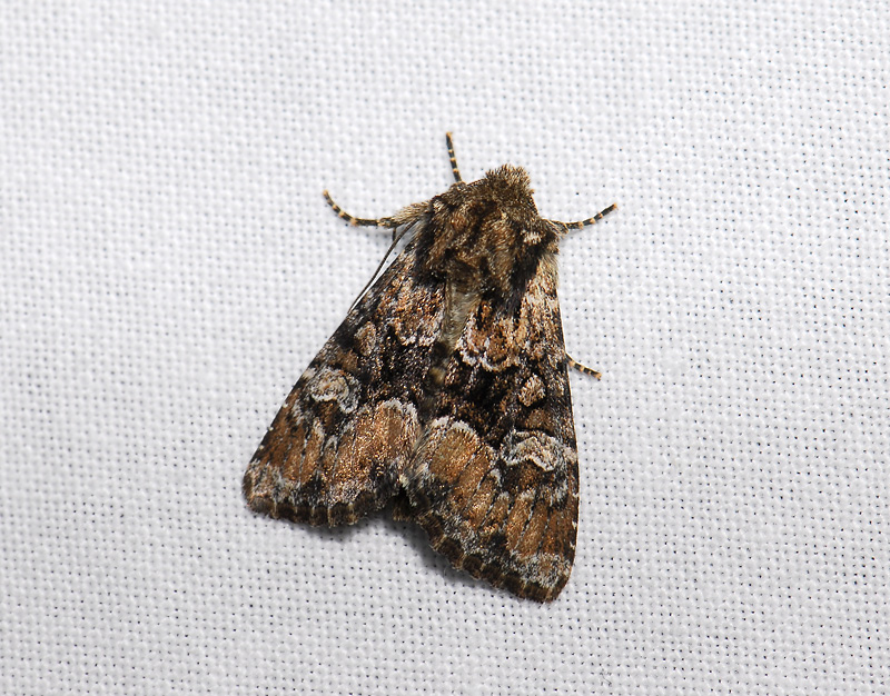 2847   Apamea illyria  062.jpg