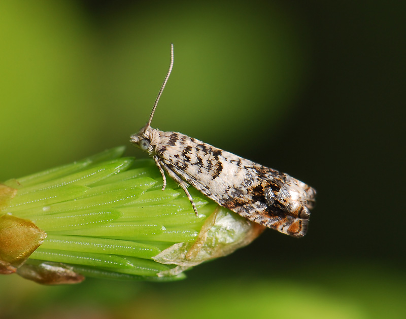 1453   Epinotia subocellana  021.jpg