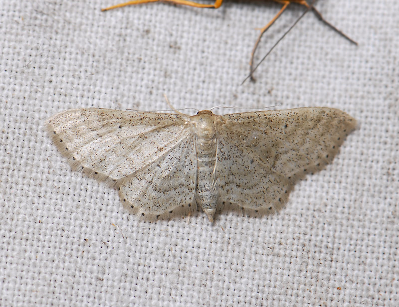 2309   Idaea sylvestraria  5184.jpg