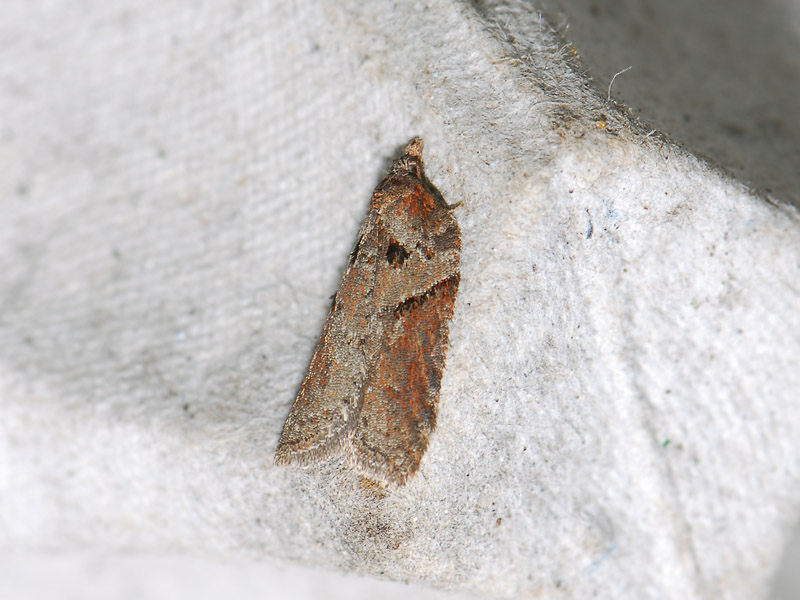 1256   Acleris hastiana  036.jpg
