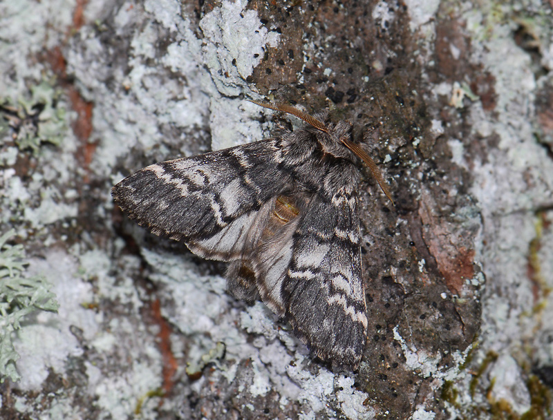 2537   Drymonia ruficornis  1012.jpg