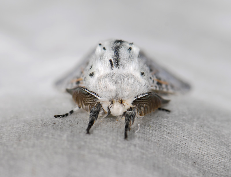 2528   Cerura vinula  057.jpg