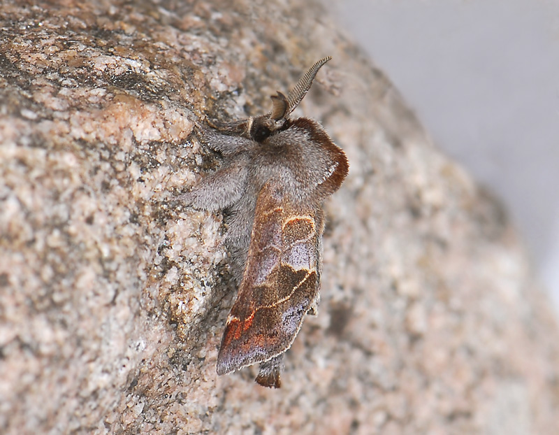 2524   Clostera pigra  016.jpg
