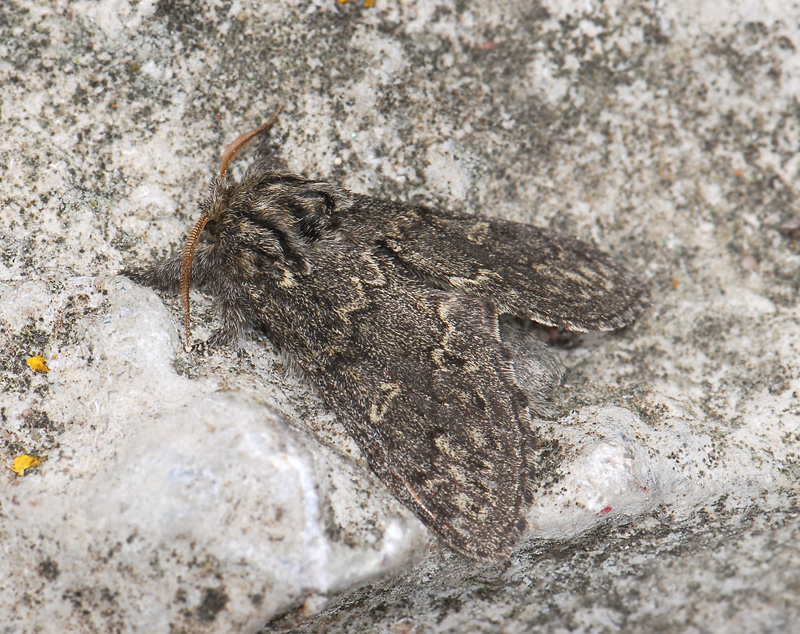 2533   Notodonta torva  021.jpg