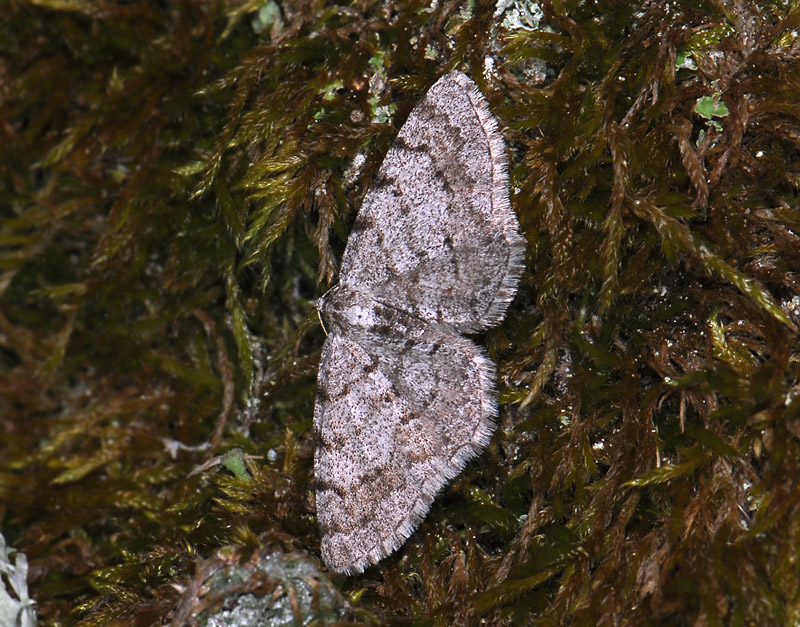 2247   Aethalura punctulata  007.jpg