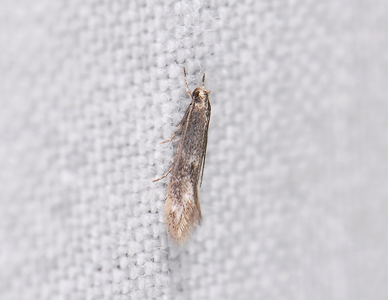 0641   Elachista canapennella  028.jpg