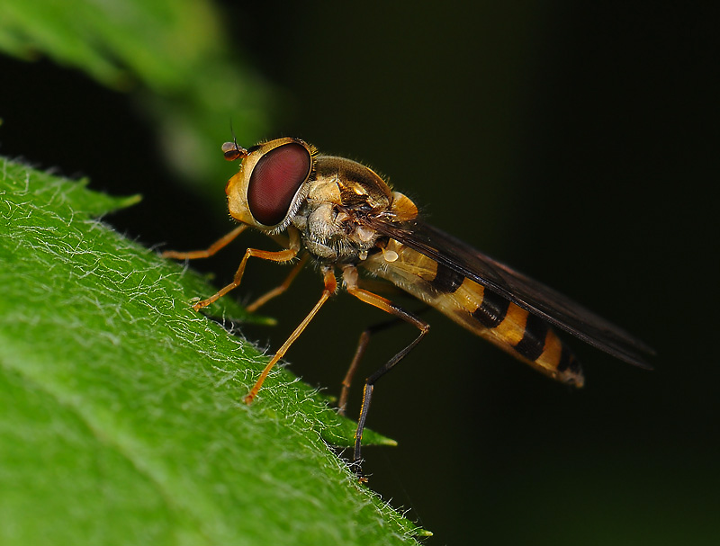 fly  10062.jpg