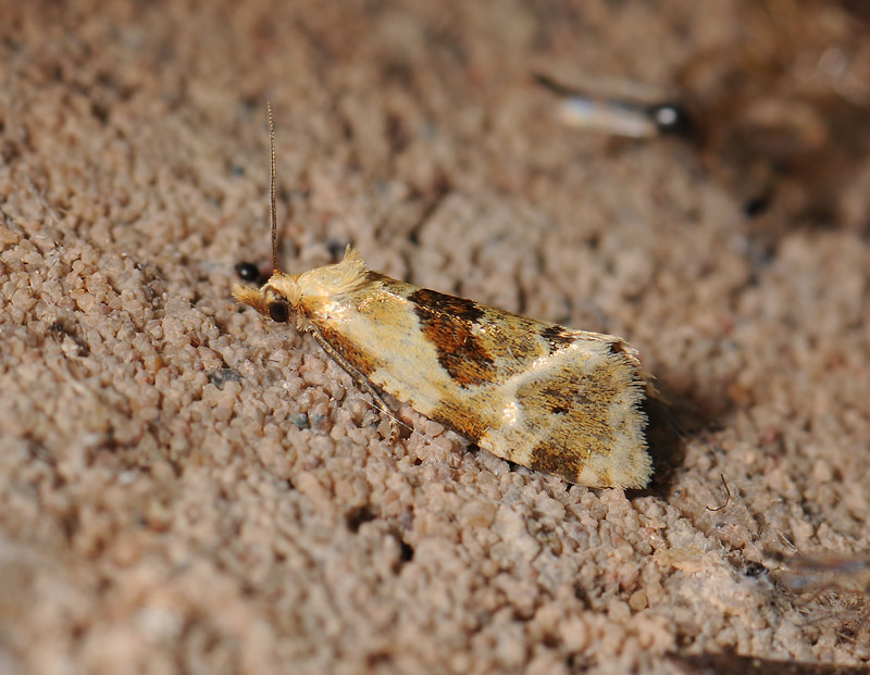 1215   Aethes rubigana  060.jpg