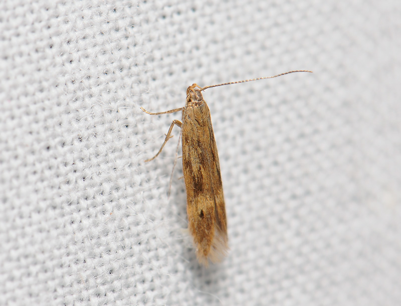 0954   Monochroa lucidella  075.jpg