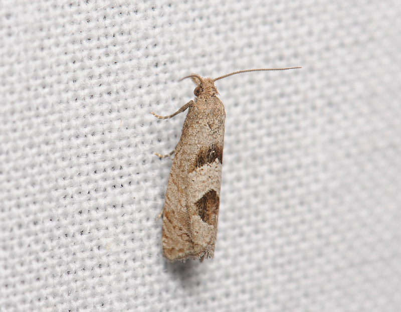 1502   Epiblema junctana  079.jpg