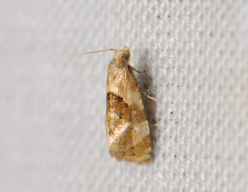 1190b   Phalonidia udana  116.jpg