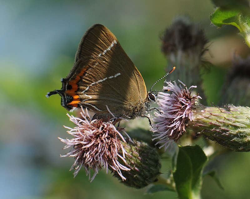 2050   Satyrium w-album  032.jpg