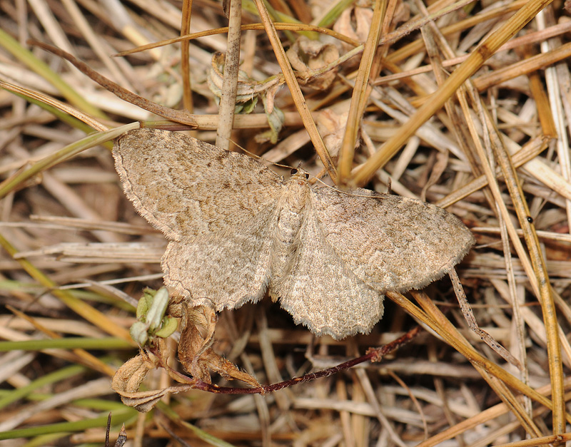 2410   Philereme vetulata  079.jpg
