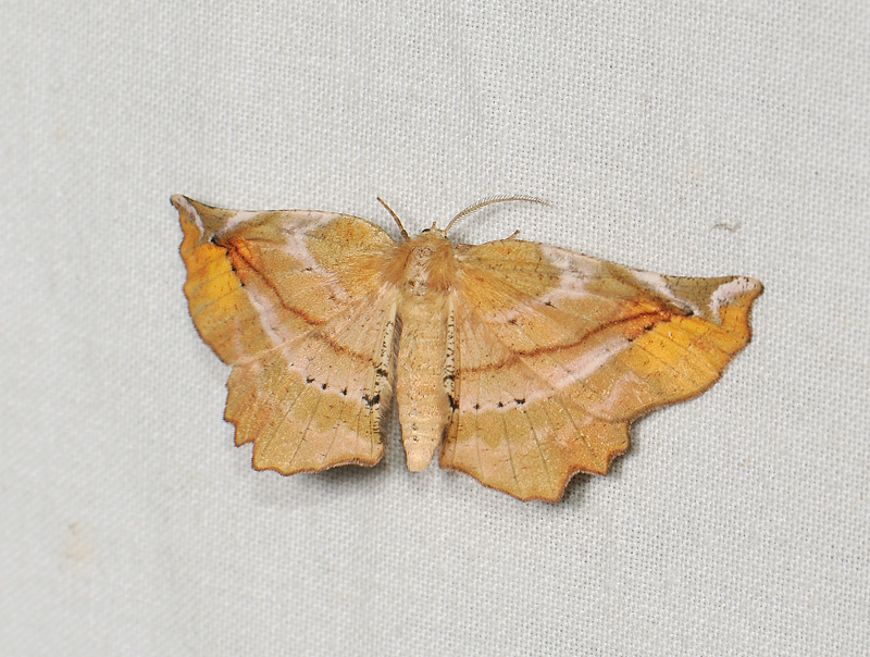 2205   Apeira syringaria  089.jpg