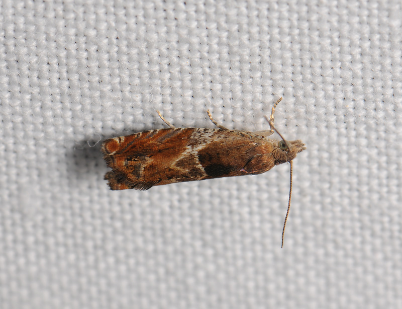1457   Epinotia tenerana  166.jpg