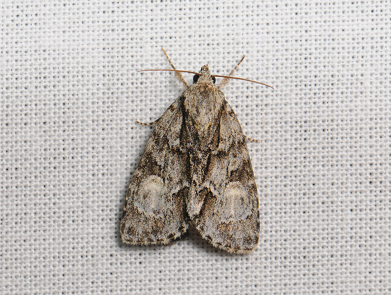 2565   Acronicta strigosa  213.jpg