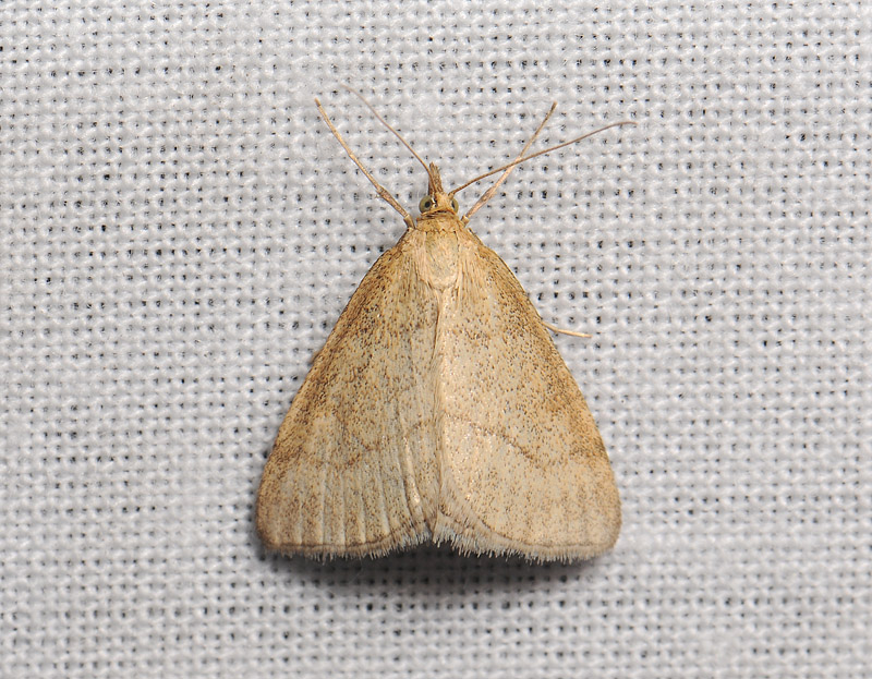 1910   Psammotis pulveralis  214.jpg