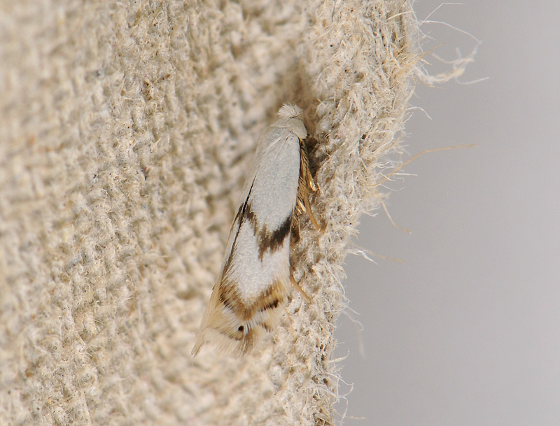 0124   Pseudopostega crepusculella  221.jpg