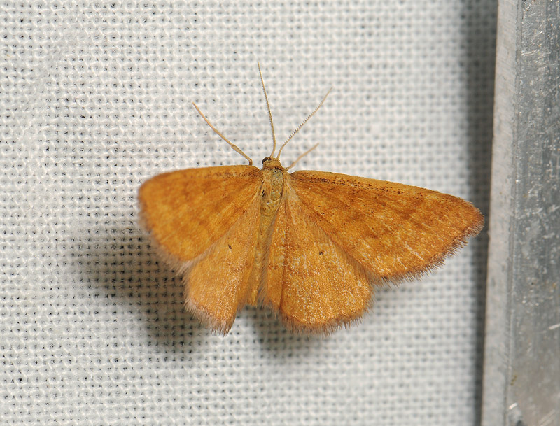 2307   Idaea serpentata  020.jpg