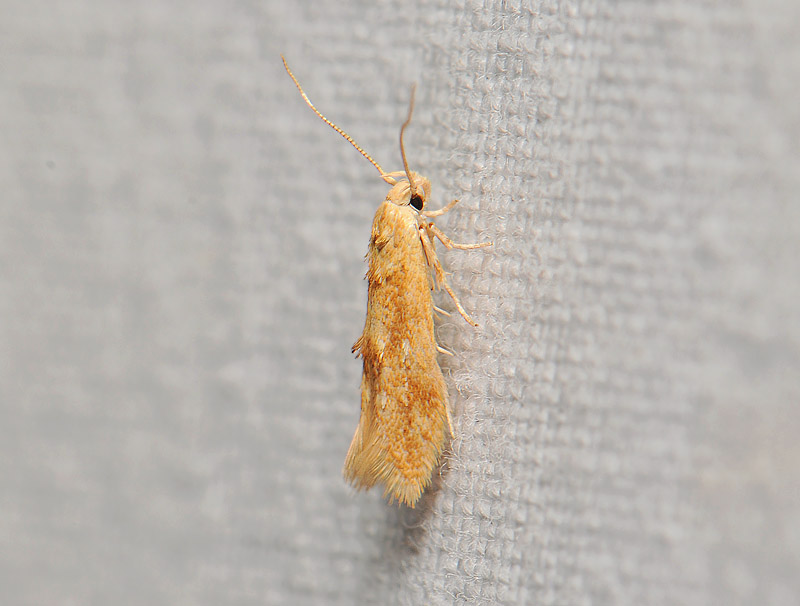 0879   Mompha ochraceella  058.jpg