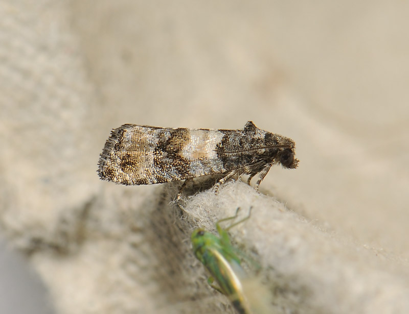 1417   Piniphila bifasciana  092.jpg