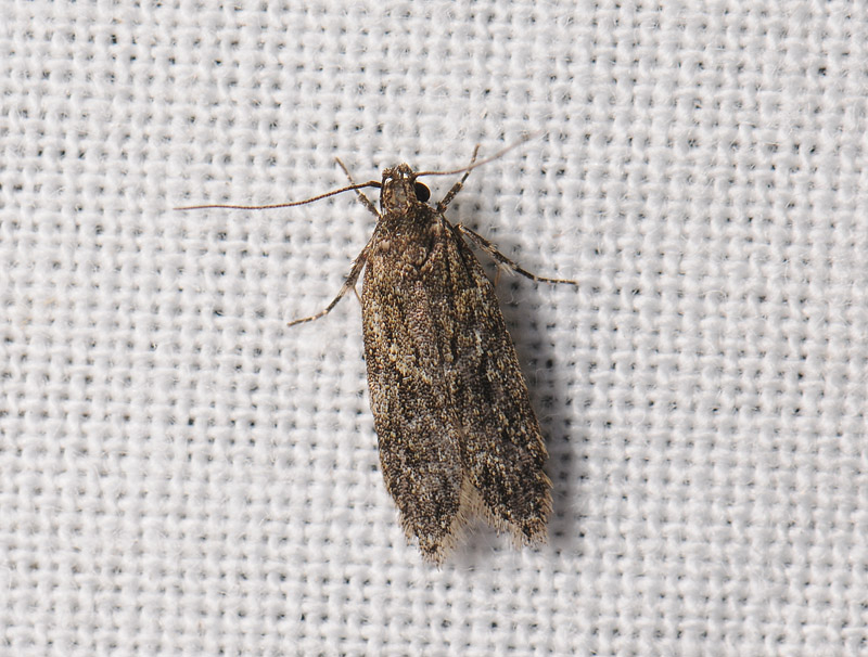 1007   Gelechia muscosella  115.jpg