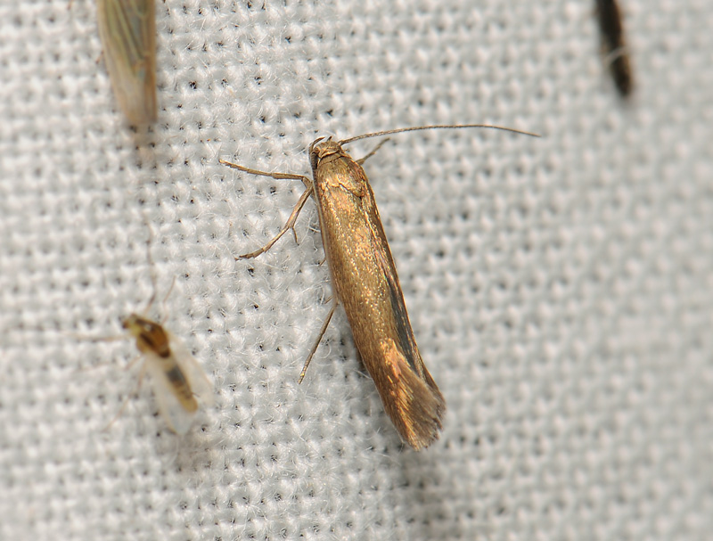 0686   Scythris fuscoaenea  095.jpg