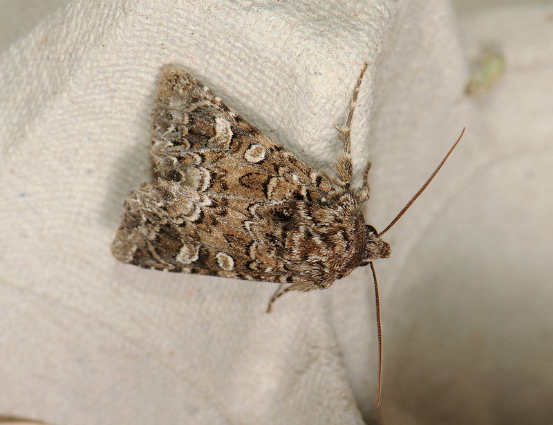 2938   Hadena perplexa  194.jpg