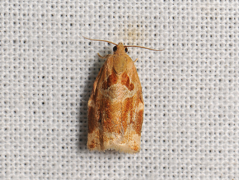 1309   Archips xylosteana  019.jpg
