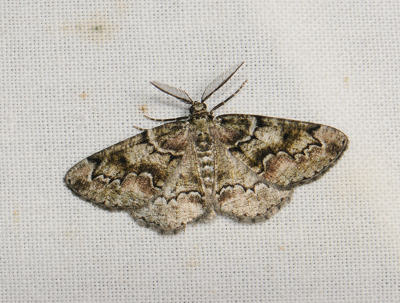 2241   Cleorodes lichenaria  037.jpg
