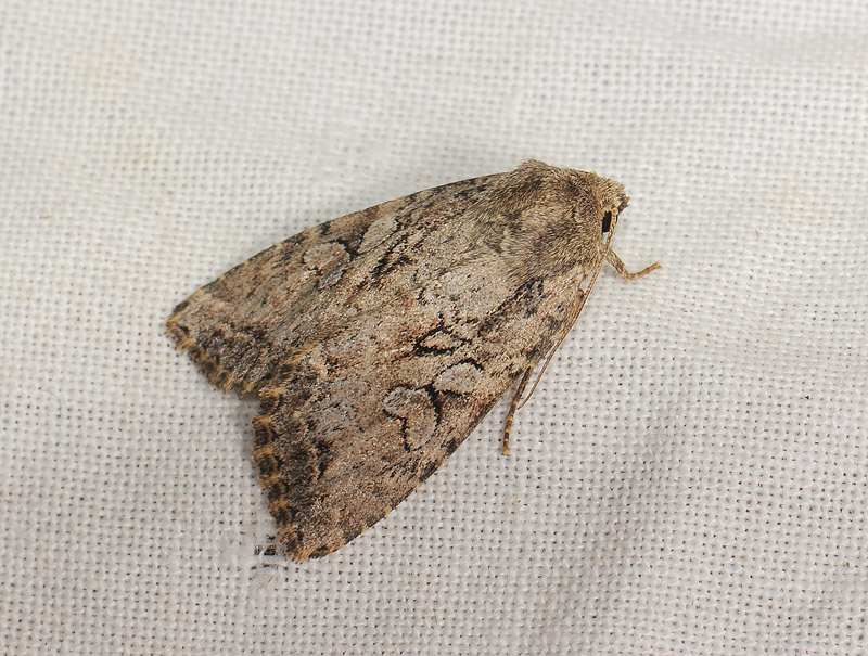 2825   Parastichtis ypsillon  048.jpg