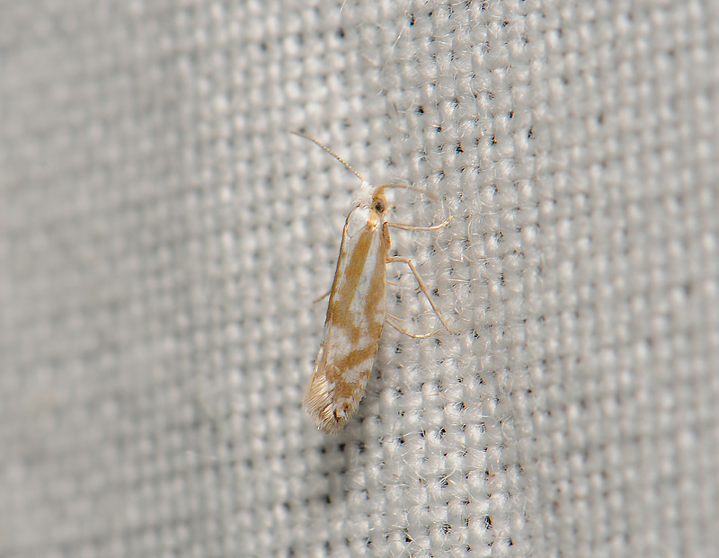 0443   Blastotere abdominalis  163.jpg